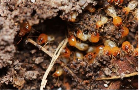 Termites1