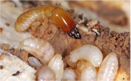 Termites4