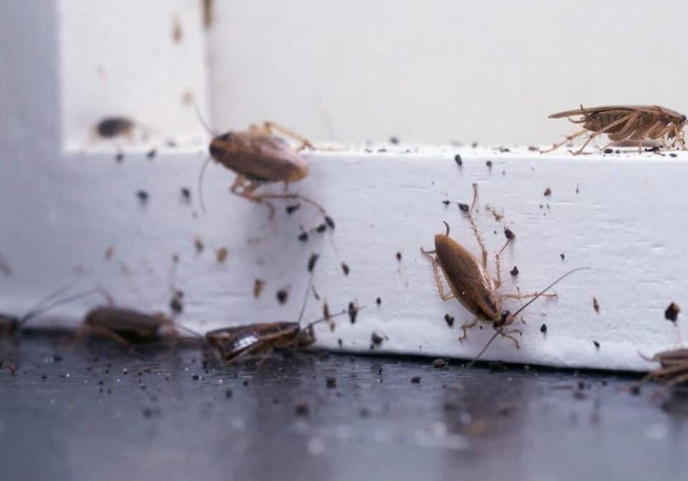 Cockroach-Control
