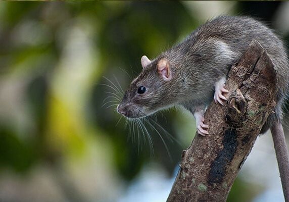 rodent-savings-2